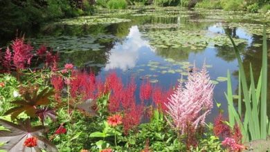 Neue Gartentrends 2025: Unsere Top 10 für Ihren Garten